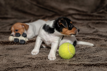 Jack Russell puppy plays with her toys.の写真素材