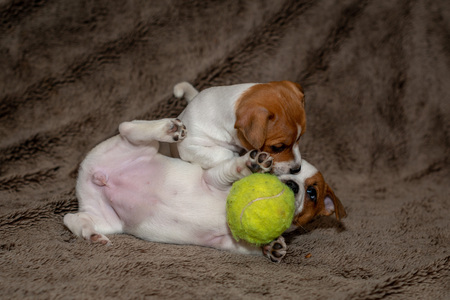 Two Jack Russell puppies play with each other for brown blankets.の写真素材