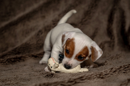 Jack Russell puppy plays with her toys.の写真素材
