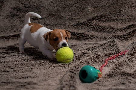Jack Russell puppy plays with her toys.の写真素材