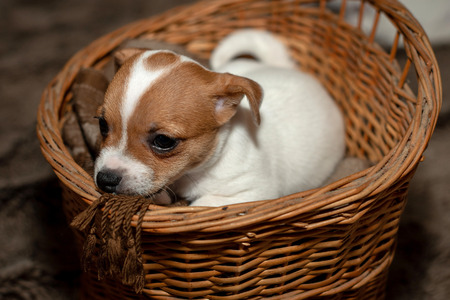 Jack Russell puppy climb out of a wicker basket.の写真素材