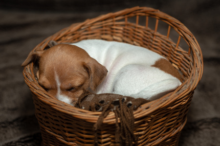 Jack Russell puppy sleeping in a wicker basket.の写真素材