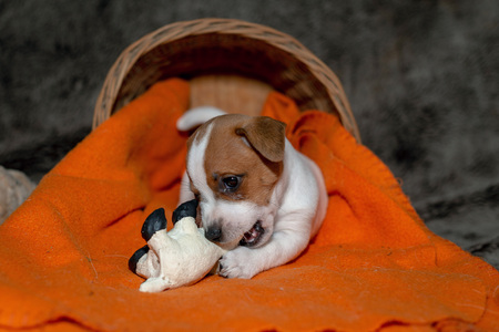 Jack Russell puppy plays with her toys.の写真素材