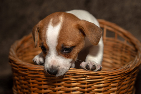 Jack Russell puppy climb out of a wicker basket.の写真素材