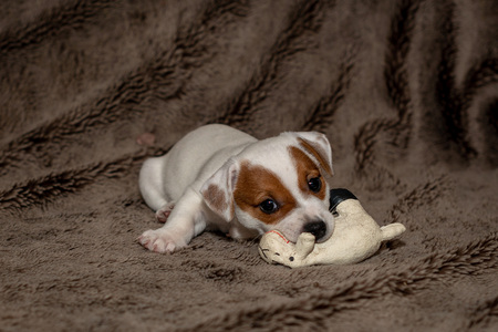Jack Russell puppy plays with her toys.の写真素材