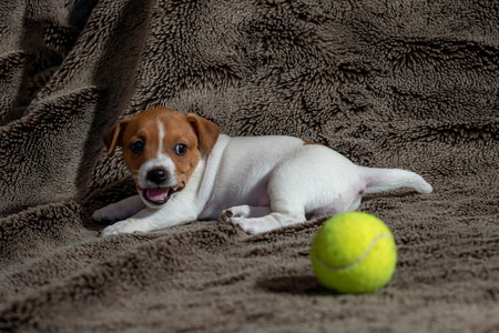 Jack Russell puppy plays with her toys.の写真素材