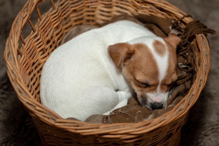 Jack Russell puppy sleeping in a wicker basket.の写真素材