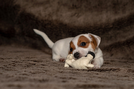 Jack Russell puppy plays with her toys.の写真素材