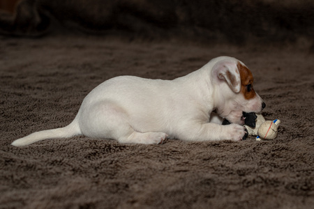 Jack Russell puppy plays with her toys.の写真素材