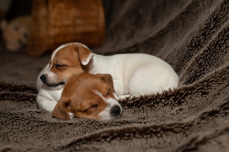 Two Jack Russell puppy sleeping on brown blankets.の写真素材