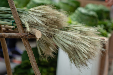 Green wheat crop bunch on a wooden stand. Close-up photograph.の写真素材