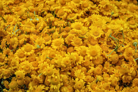 Background with yellow field flowers.の写真素材