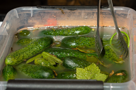 Little salted cucumbers in a plastic container.の写真素材