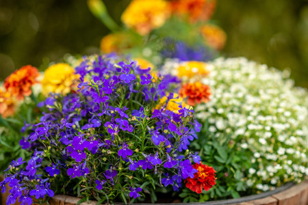 A close-up photograph of a colorful summer flower.の写真素材