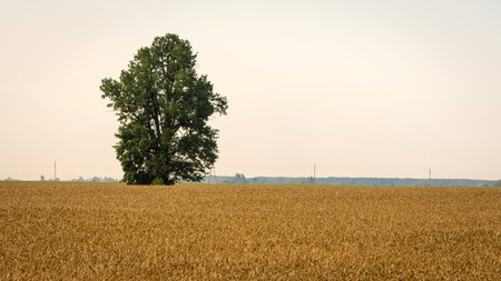 Abstracted background with golden rye fields and lonely trees.の写真素材