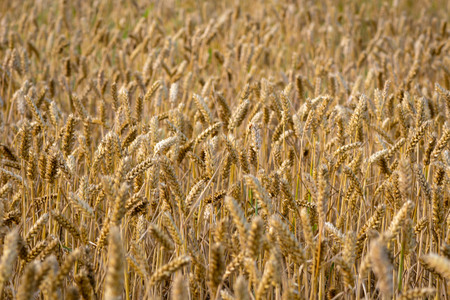 Abstraction background with golden rye field.の写真素材