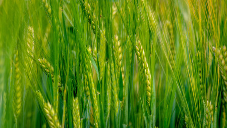 A close-up photograph of the green barley corns.の写真素材