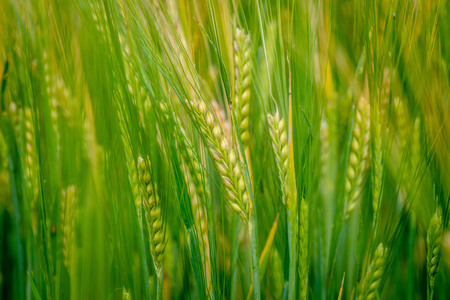 A close-up photograph of the green barley corns.の写真素材