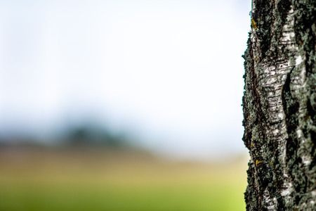 Abstracted background with a close-up of a lone birch tree trunk.の写真素材
