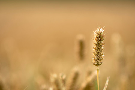 Selective focus close-up photograph. Abstraction background with golden rye field.の写真素材