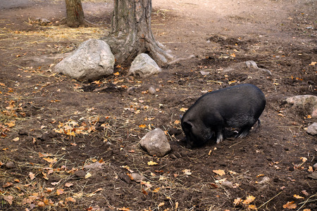 Black wild pig at Skansen, an open-air museum and zoo in Stockholm Sweden.の写真素材
