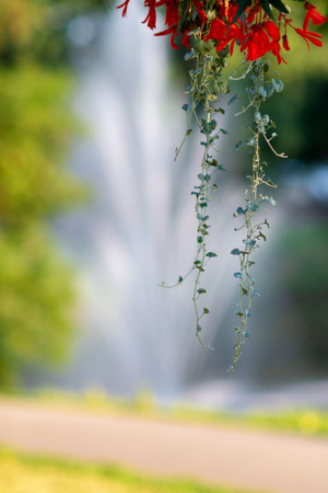Selective focus background with flowers and fountain in the background.の写真素材