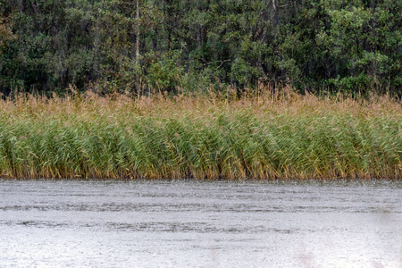 The lake is on the edge of the forest, the bent and autumn rain.の写真素材
