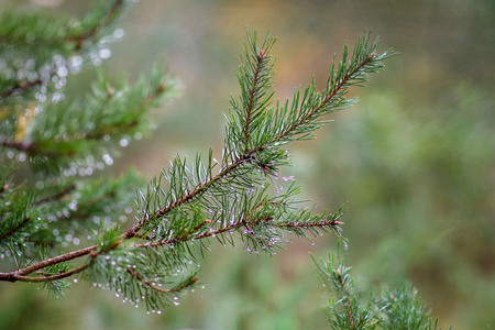 Branch of a coniferous tree with raindrops.の写真素材