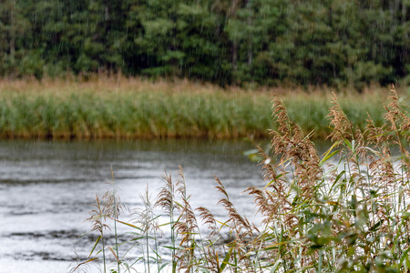 The lake is on the edge of the forest, the bent and autumn rain.の写真素材