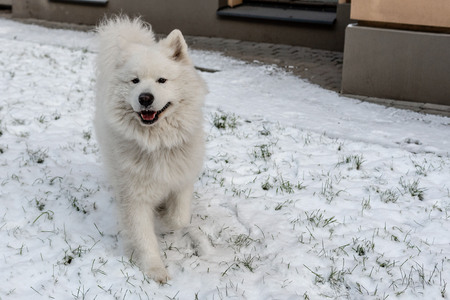 White dog walks through white snow - imageの写真素材