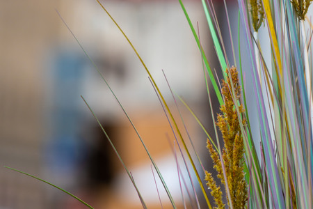 Abstract background with decorative plants on the right, soft focus - imageの写真素材