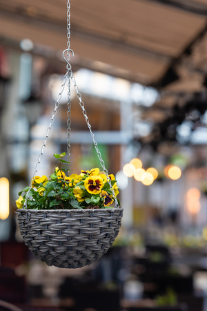 pot with colorful pansy flowers hanging  in the exterior of the street cafeの写真素材