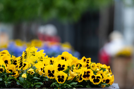 Viola yellow and brown pansy flower or yellow violetsの写真素材
