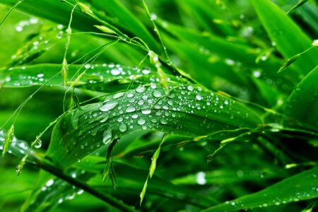 Selective focus. image. Close-up of fresh green foliage with water drops after rain.の写真素材