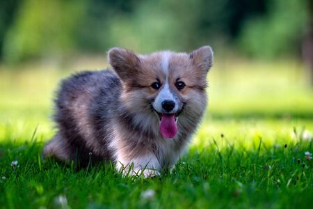 Red dog welsh corgi pembroke  puppy running in the green grass.
