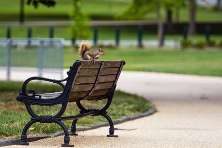 Nosy brown squirrel sitting on the edge of athe benchの写真素材