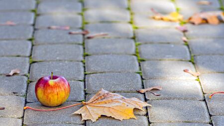 Footpath brick blocks with red apple and autumn leaves, the beautiful pathway  in the public park in the morning.の写真素材
