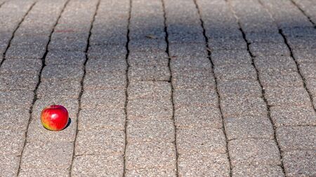 Footpath brick blocks with red apple, the beautiful pathway  in the public park in the morning.の写真素材