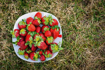 Sweet wild strawberries lying on a white plate on a green lawn. top view - imageの写真素材