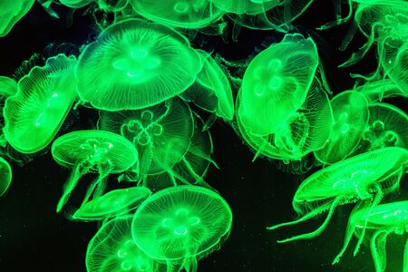 Colorful, iluminated Jellyfish underwater on dark background. Jellyfish moving in water. - imageの写真素材