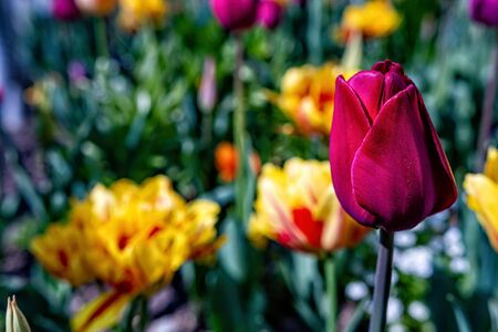 Multicolored tulips bloom in the garden during the first warm days of spring - imageの写真素材