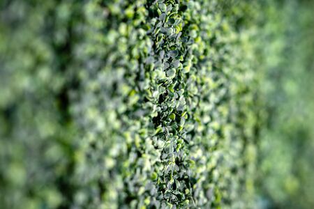 selective focus close-up of decorative shrubs, plants and landscape design