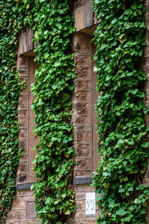 Princeton, NJ, USA - June 16, 2019: creeping plants, ivy on the walls of educational buildings at Princeton University, plants and landscape designのeditorial素材
