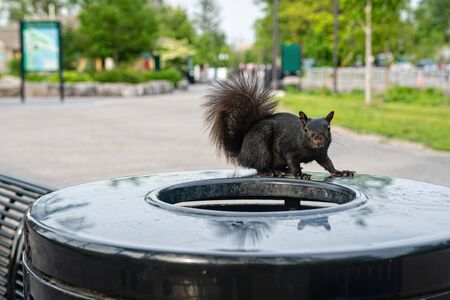 black squirrel on a trash can in Niagara Falls State Park, NY, USAの写真素材