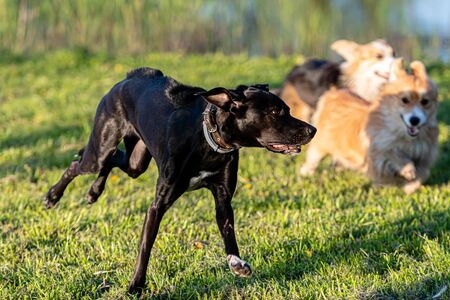 dogs run and play in a green meadow on a sunny spring dayの写真素材