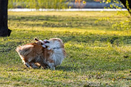 happy and active purebred Welsh Corgi dogs playing in the grass field on a sunny summer dayの写真素材
