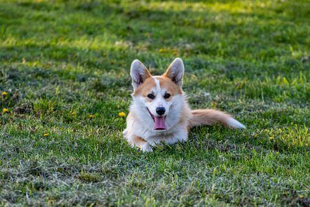 Cute corgi Pembroke lying in tall green grass, sunny dayの写真素材