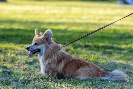 the Welsh corgi Pembroke a leash walks through a green meadow on a sunny spring dayの写真素材