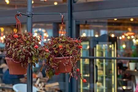 decorative flower pot on the background of a defocused street cafe in the eveningの写真素材