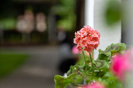 decorative patio flowers  on a blurred background with copy space, selective focusの写真素材